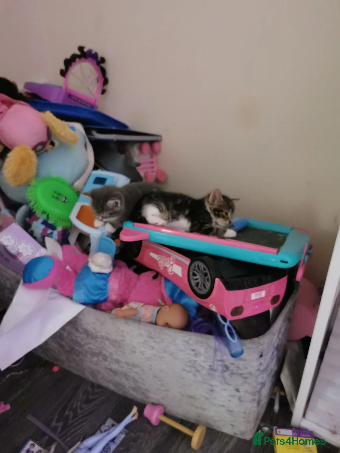 Mixed Breed cats for sale: 3 baby kittens  - Advert 2