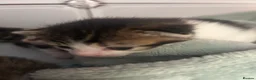 Mixed Breed cats for sale: 5 Kittens for Sale in Saint Helens - Advert 4
