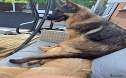 German Shepherd dogs for sale: Bella is looking for forever home - Image 4