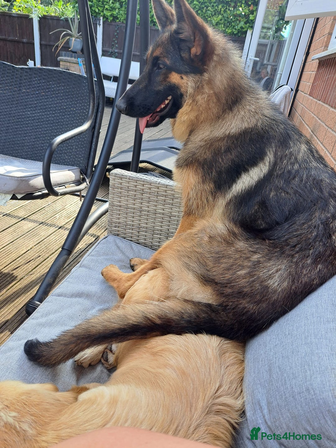 German Shepherd dogs for sale: Bella is looking for forever home - Image 4