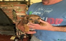 Dachshund dogs for sale: Mini dachshunds - Image 2