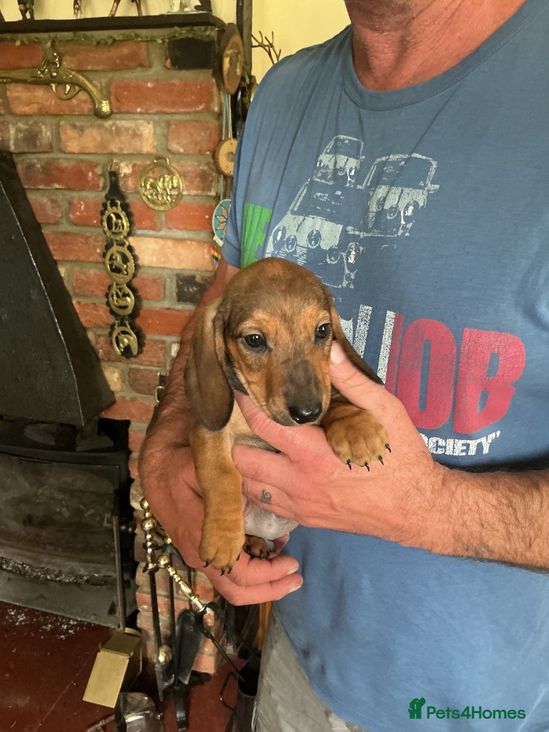 Dachshund dogs for sale: Mini dachshunds - Image 2