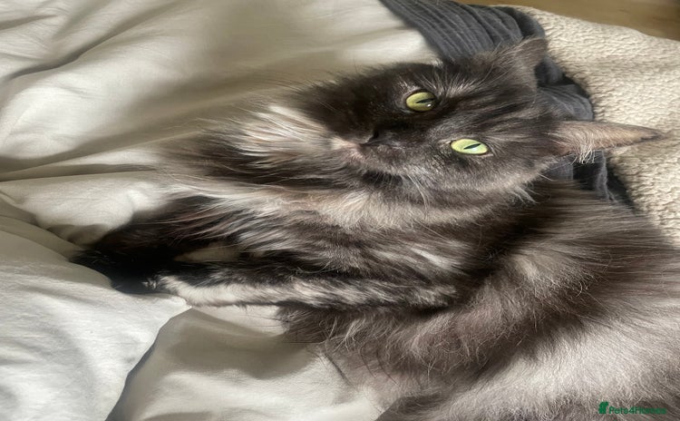 Maine Coon cats - Advert 16
