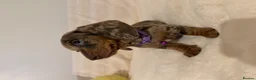 Miniature Dachshund dogs for sale: Adorable Puppies Ready for Loving Homes 🐾 - Advert 16