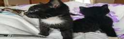 Mixed Breed cats for sale: Adorable & Playful Kittens Raised with Kids  - Advert 14