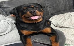Rottweiler dogs for sale: BOY/GIRL Rottweiler Siblings  - Advert 2