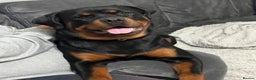 Rottweiler dogs for sale: BOY/GIRL Rottweiler Siblings  - Advert 2