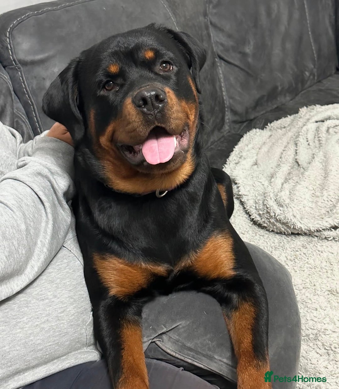 Rottweiler dogs for sale: BOY/GIRL Rottweiler Siblings  - Advert 2