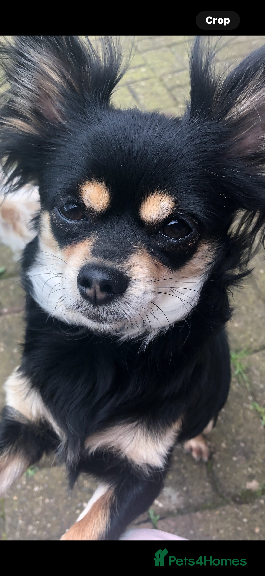 Chihuahua dogs for sale: chocolate boy black n tan boy creamish girl  - Advert 25