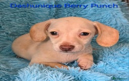 Miniature Dachshund dogs for sale: Rainbow Litter KC REG mini Daxi  - Image 14