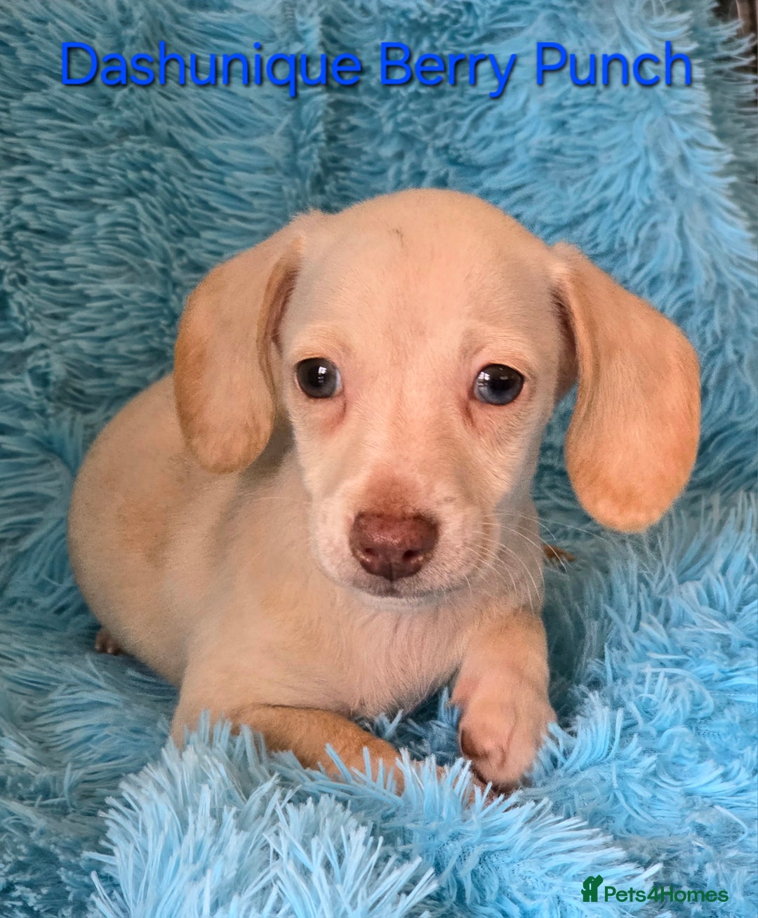 Miniature Dachshund dogs for sale: Rainbow Litter KC REG mini Daxi  - Image 14