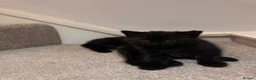 British Shorthair cats for sale: Black british shorthair kitten - Advert 3