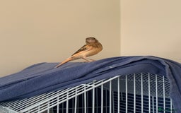 Canaries birds for sale: Harlequin canary  - Image 4