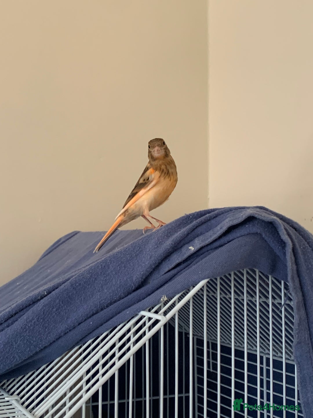 Canaries birds for sale: Harlequin canary  - Image 4