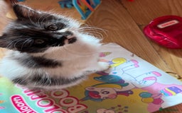 British Longhair cats for sale: Fluffy beautiful kitties  - Image 16