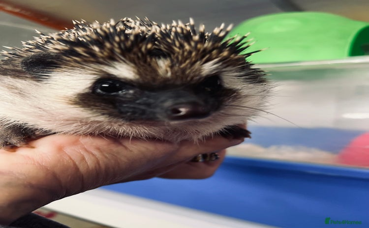 Pygmy Hedgehog rodents - Advert 4