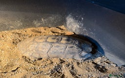 Tortoise reptiles for sale: Male tortoise  - Image 2
