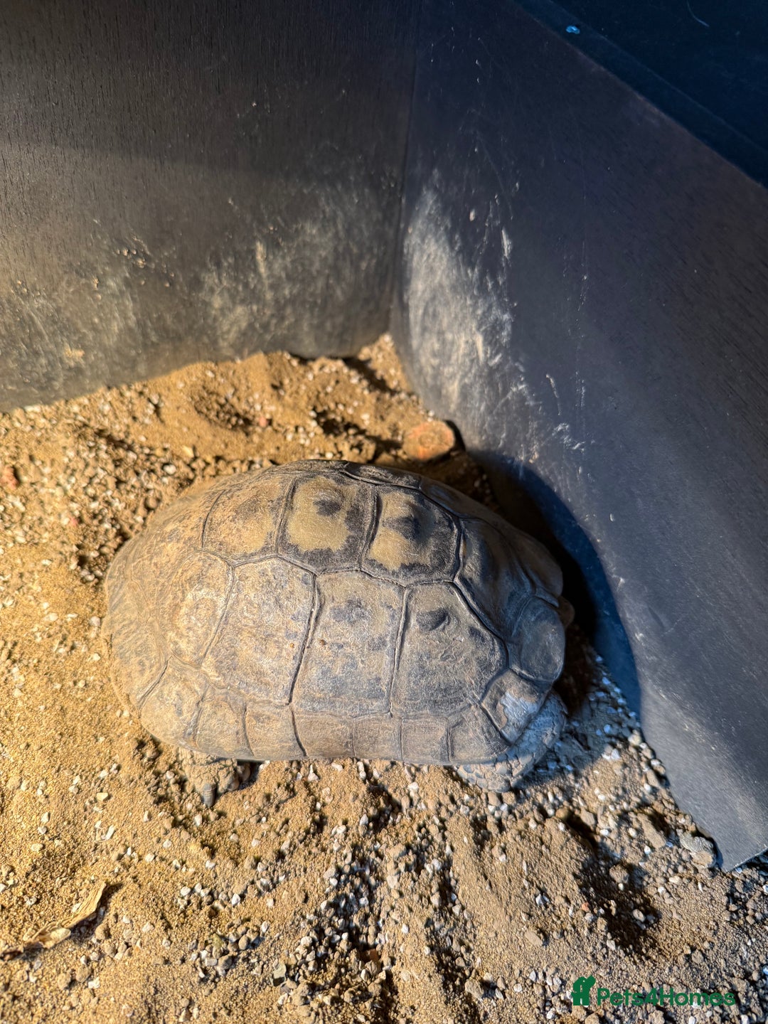 Tortoise reptiles for sale: Male tortoise  - Image 2