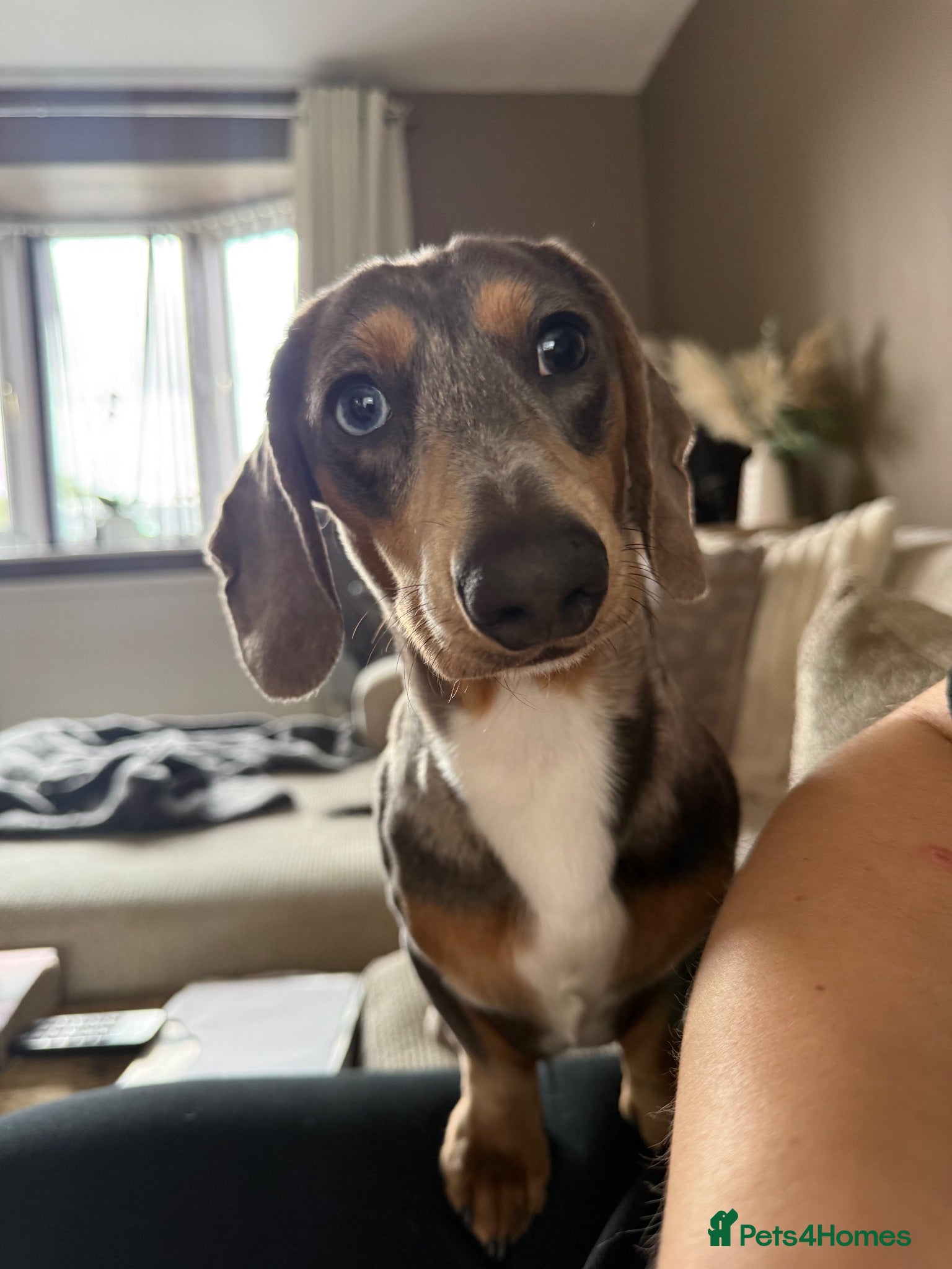 Miniature Dachshund dogs Grey Dapple Stub available  - Advert 14