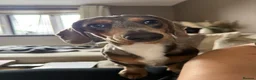 Miniature Dachshund dogs for stud: Grey Dapple Stub available  in Burton-on-Trent - Advert 1