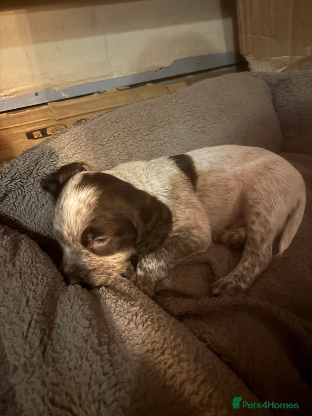 Cocker Spaniel dogs for sale: Gorgeous working cocker spaniel pups. 2 left.  - Advert 6