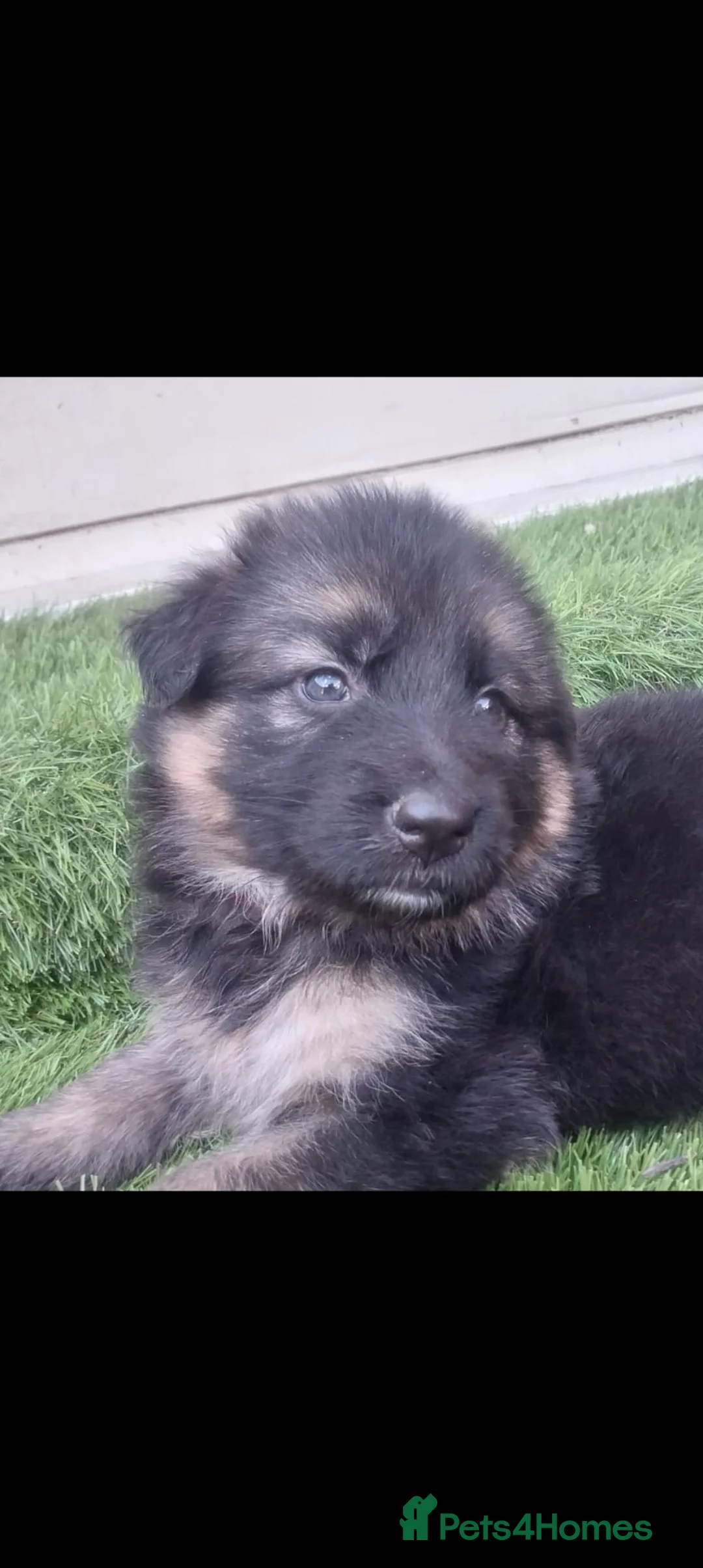 German Shepherd dogs for sale: German Shepherd Puppies  - Advert 1