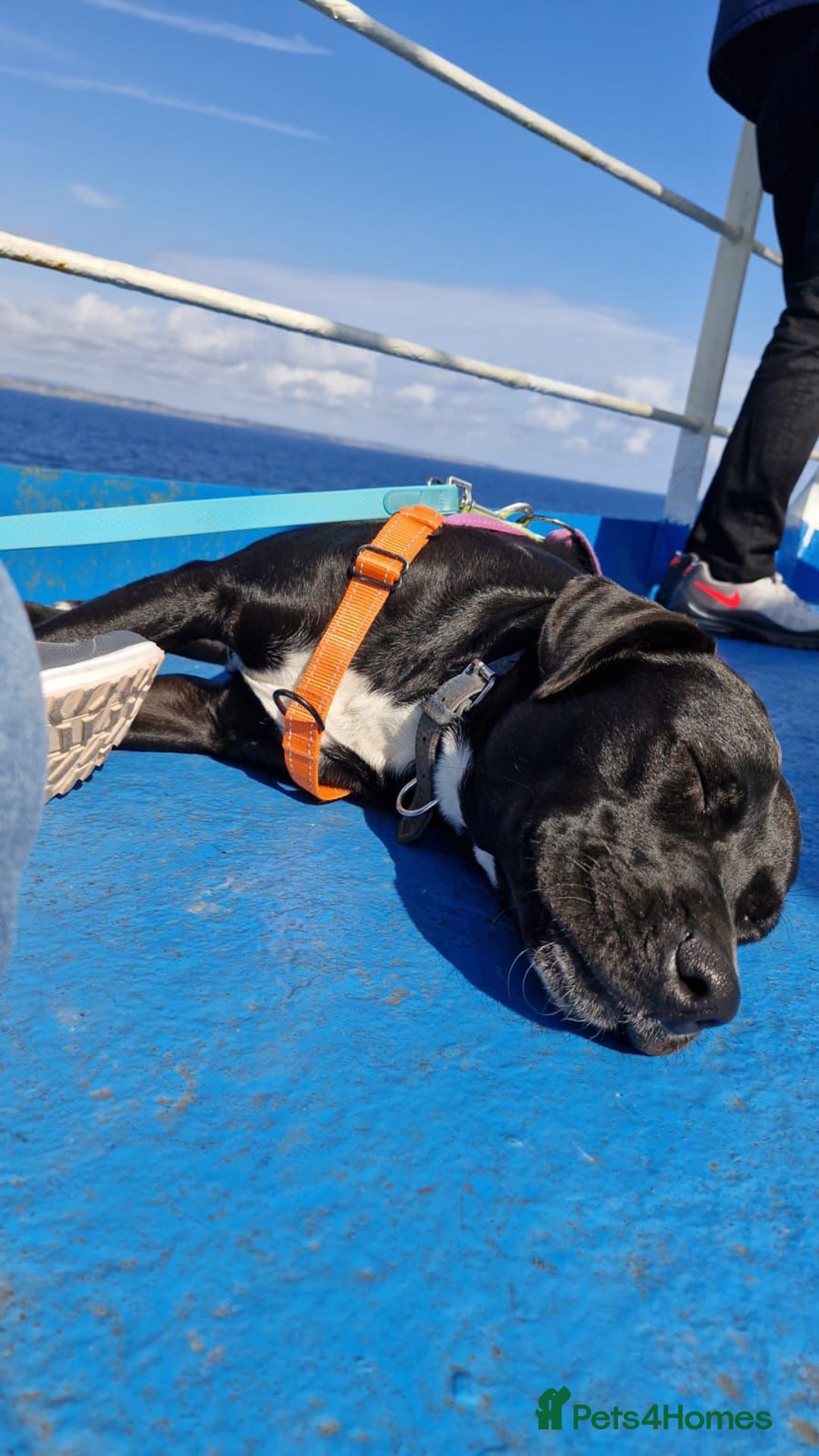 Mixed Breed dogs for adoption: Save SCOBY from more heartache - Image 4