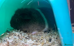 Guinea Pig rodents for sale: 3 male guinea pigs - Image 2