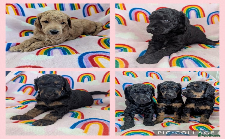 Miniature Poodle dogs - Advert 15