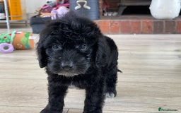 Cockapoo dogs for sale: F1 cockapoos - Image 34