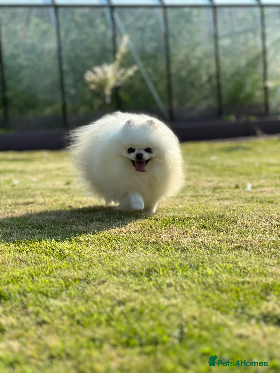 Pomeranian dogs for stud: Stunning optic white boy for stud duties in Lanark - Advert 9