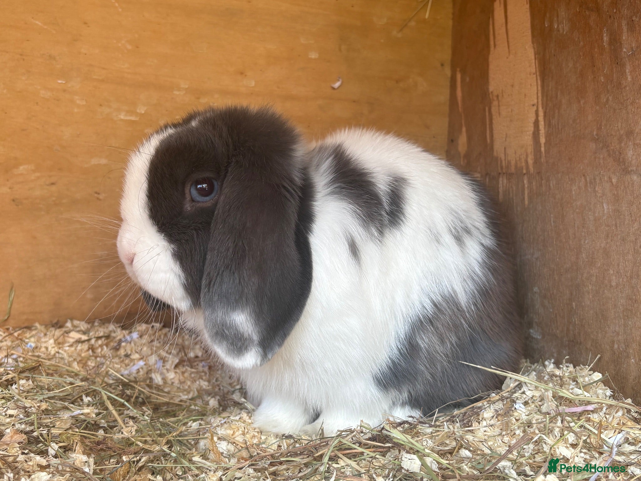 Mini Lop rabbits Trio of breeding mini lops  - Advert 1