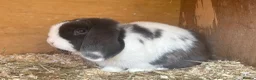 Mini Lop rabbits for sale: Trio of breeding mini lops  - Advert 1