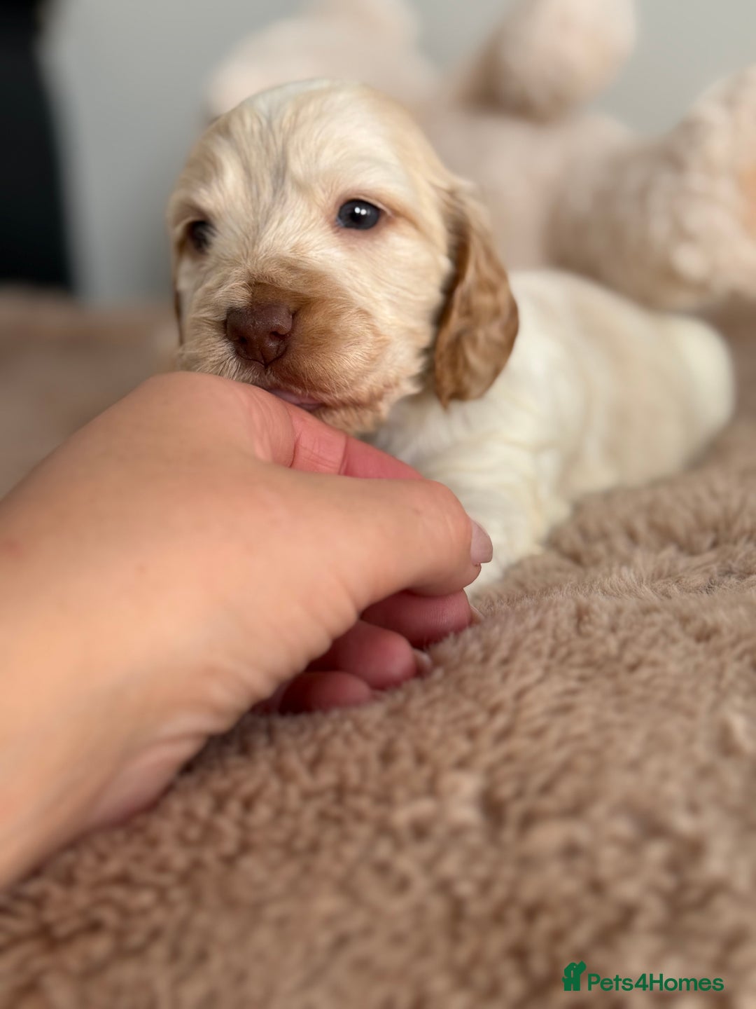 Cocker Spaniel dogs for sale: Show type cocker spaniels  - Image 15