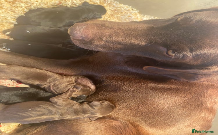 Labrador Retriever dogs - Advert 1