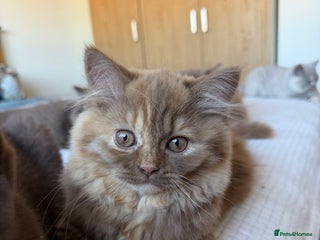 British Longhair cats Champion line kittens with excellent pedigrees - Advert 2