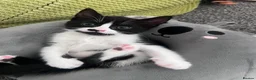 Mixed Breed cats for sale: 5 kittens for sale  in Slough - Advert 11