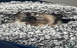 Ragdoll cats for sale: Ragdoll cat - Image 2