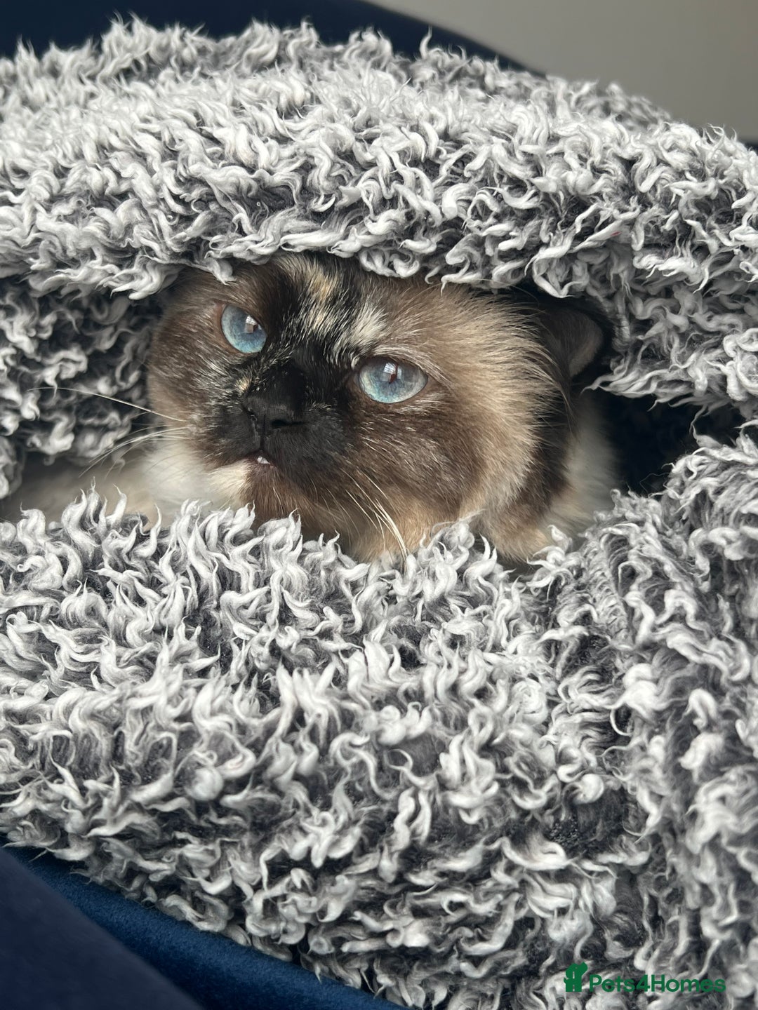 Ragdoll cats for sale: Ragdoll cat - Image 2