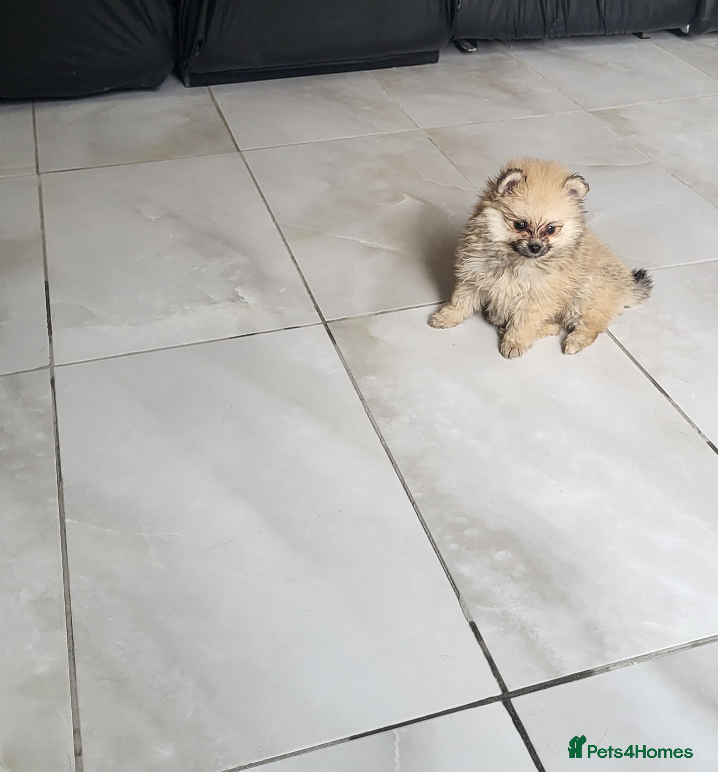 Pomeranian dogs Pomeranian mixed litter  - Advert 12