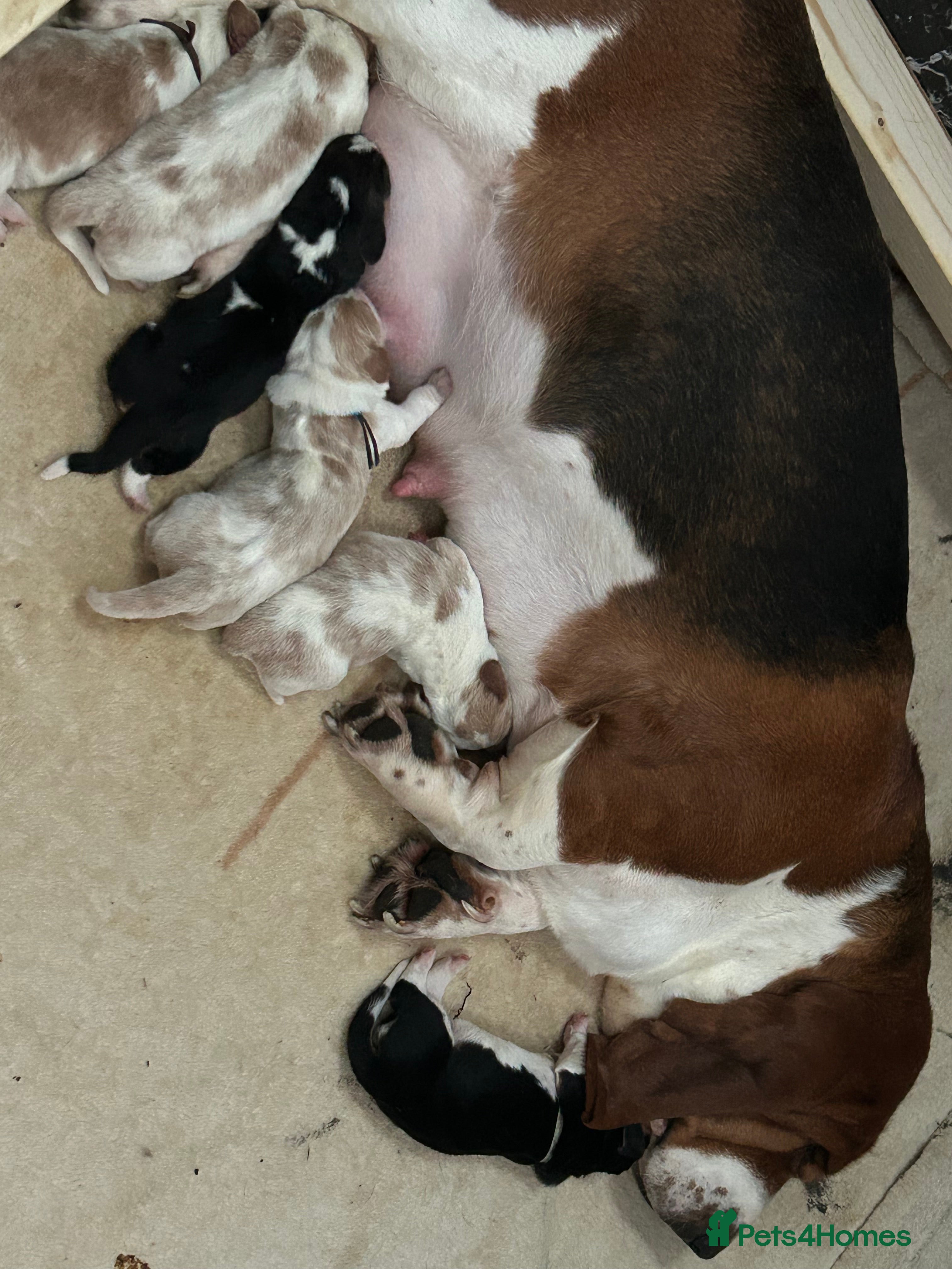 Basset Hound dogs Stunning Basset hound puppies!! KC reg. - Advert 1