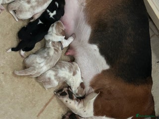 Basset Hound dogs Stunning Basset hound puppies!! KC reg. - Advert 1