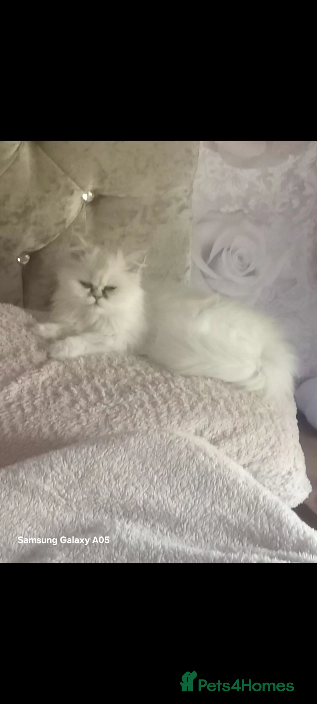Persian cats for sale: chinchilla persian - Advert 6