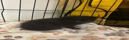 Domestic Shorthair cats for sale: Adorable kittens for sale in Newhaven - Advert 13