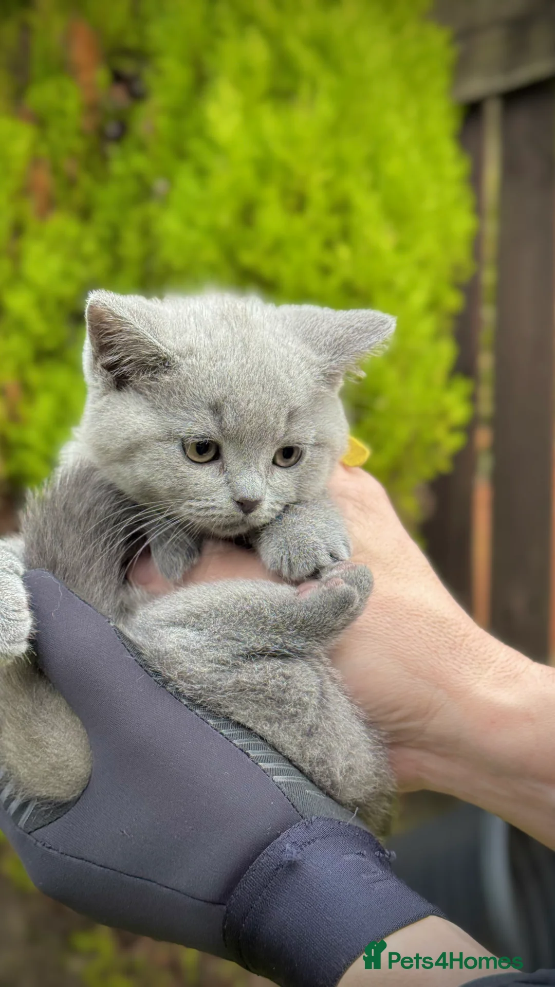 British Shorthair cats for sale: Adorable British Shorthair Blue and Lilic kittens - Advert 5