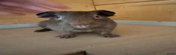 Guinea Pig rodents for sale: Baby guinea pigs mixed breeds  - Advert 8