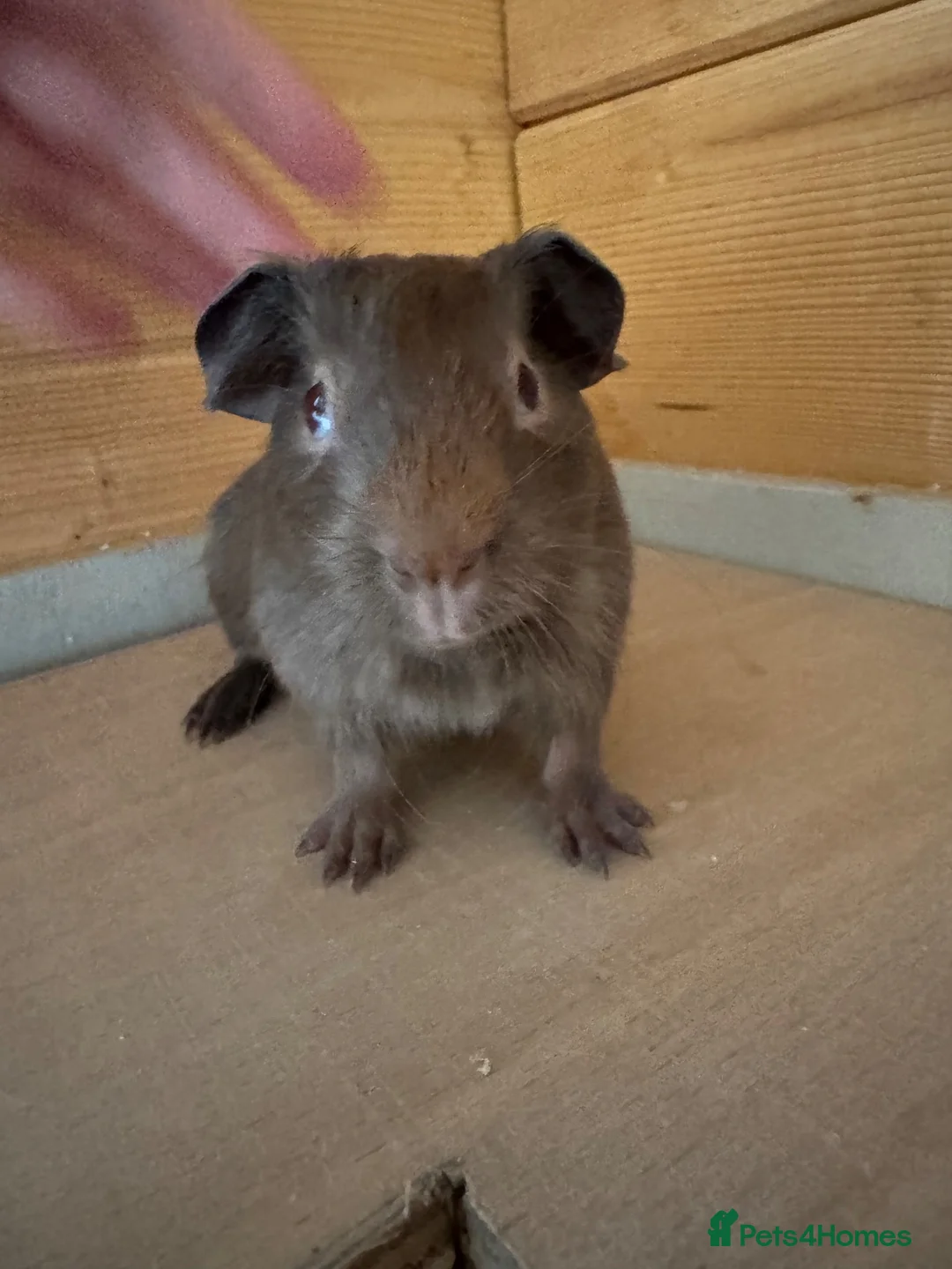Guinea Pig rodents for sale: Baby guinea pigs mixed breeds  - Advert 8