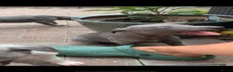 Whippet dogs for sale: Blue Kennel Club Registered Whippet pups - Advert 8