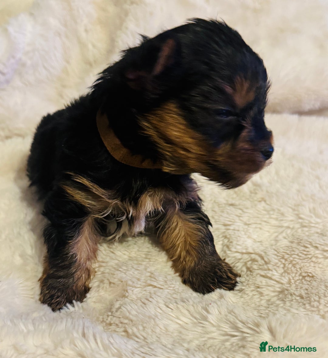Yorkshire Terrier dogs for sale: Yorkshire Terrier Pups - Advert 11