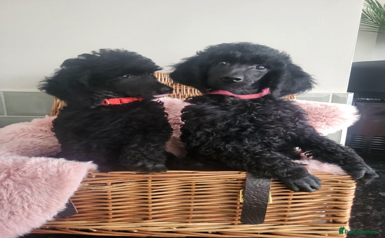 Mixed Breed dogs - Advert 6